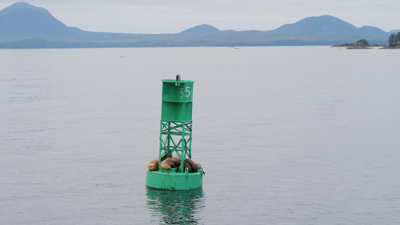 Steller Sea Lions resting on a navigational buoy, Sitka, Alaska,USA.
