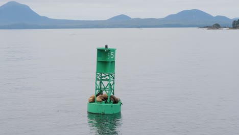 steller sea lions resting on a navigational buoy, sitka, alaska,usa.