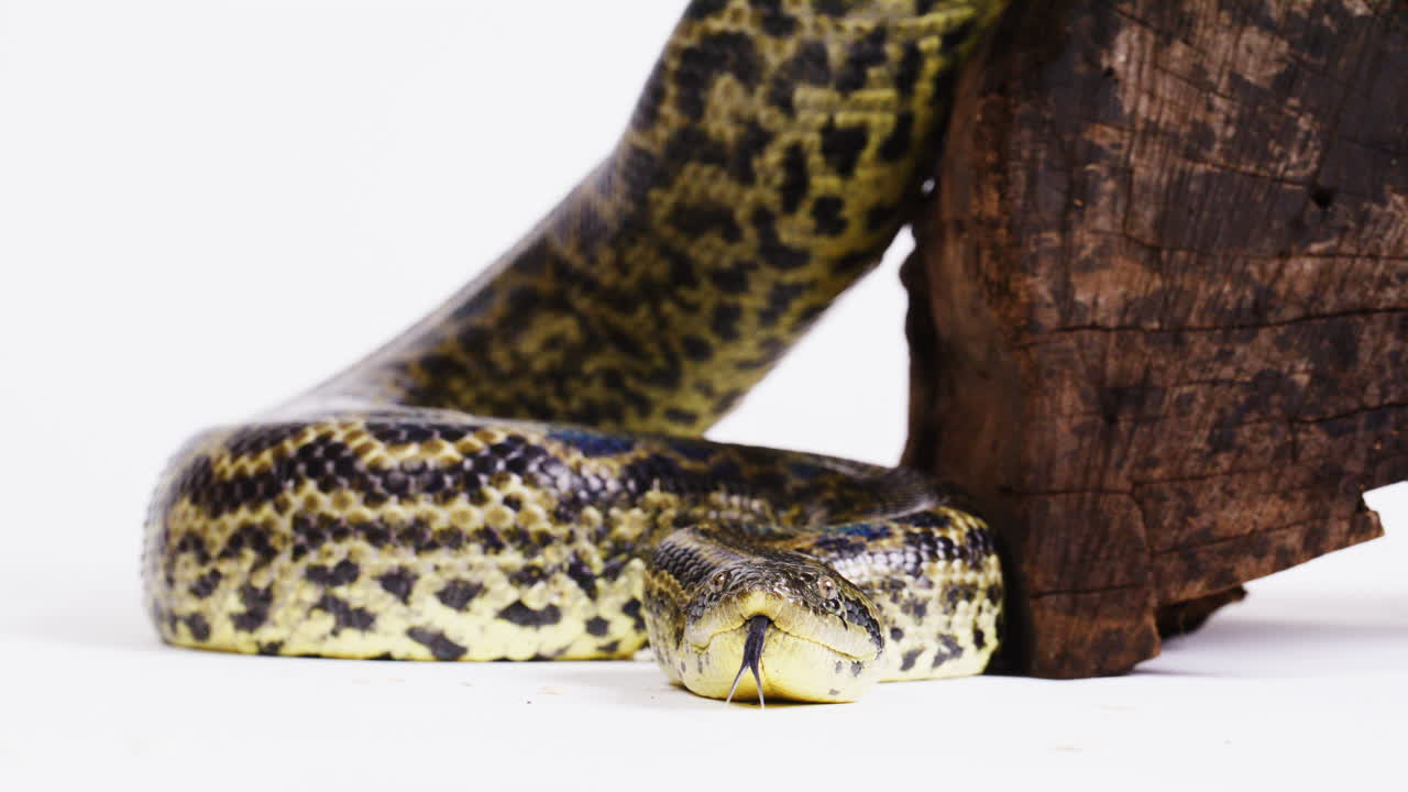 Anaconda gialla che striscia, guardando direttamente la fotocamera