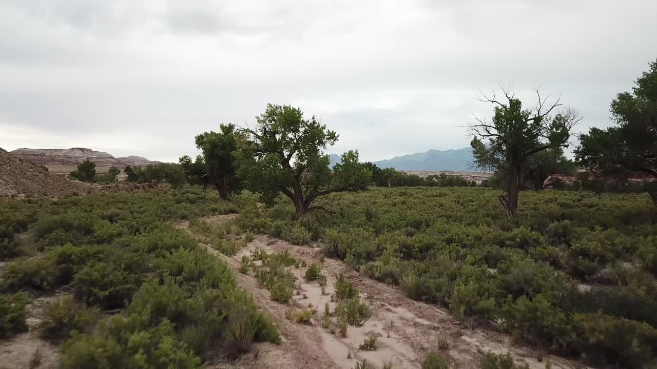 volando sobre arbustos en el desierto de utah usa