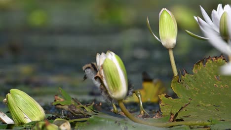 beautiful chicks of jacana feeding in water lily pond in morning