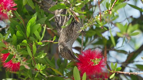 little wattlebird feeding on bottle brush flower nectar