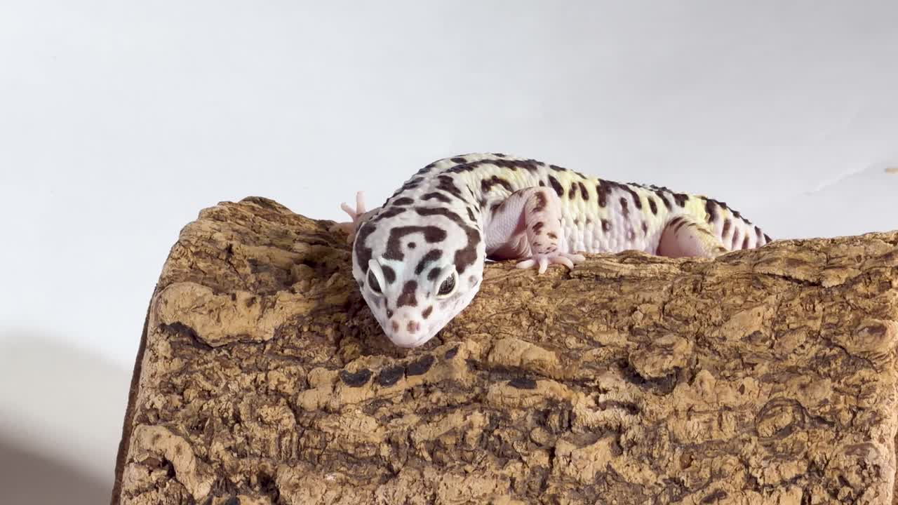 Un geco leopardo è appoggiato su un tronco di sughero, si lecca un occhio e gira la testa