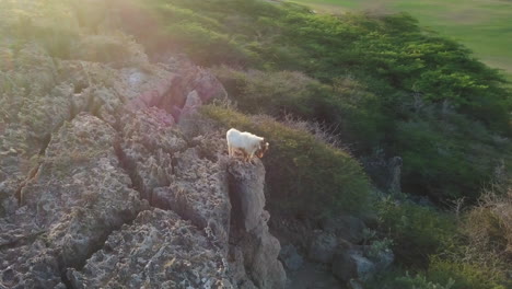 a wild goat jumps down the rocks on the side of a volcanic cliff in aruba