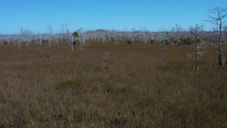 Drone-aerial-4K-UHD-footage-of-the-Big-Pine-State-Park-close-to-Everglades-City-in-Florida-with-bare-trees-standing-in-the-endless-swamps-amongst-grass-and-invisible-Everglades-rivers-with-blue-sky