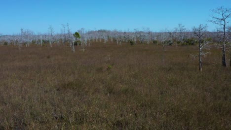 imágenes aéreas de drones 4k uhd del parque estatal big pine cerca de la ciudad de los everglades en florida con árboles desnudos parados en los interminables pantanos entre hierba y ríos invisibles de los everglades con cielo azul