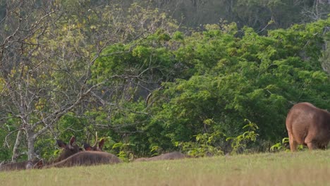 a females comes form the right and then one runs towards the right making a stag standup and others disturbed and alerted