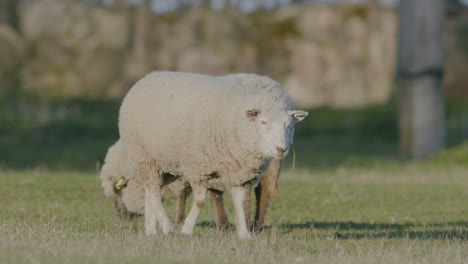 Ovejas-De-Cabeza-Negra-Y-De-Cabeza-Blanca-En-El-Pasto