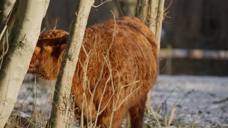 furry brown highland cow bull ruminating behind winter woodland tree