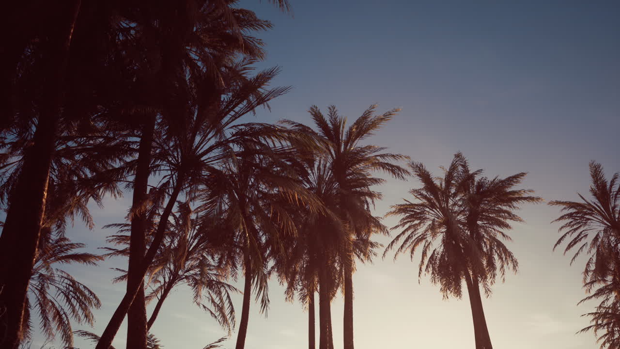 해가 지는 동안  나무 의 실루