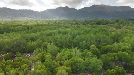 aerial slow dolly drone shot of a mangrove forest with a mountain and jungle in the background