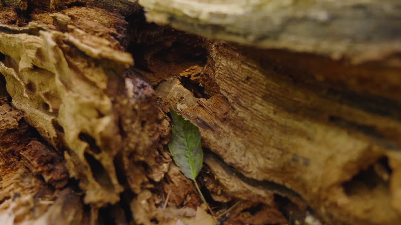 Primo piano di un ramo di quercia spezzato da forti venti