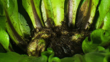 asplenium nidus, victoria birds nest fern, new fond growing