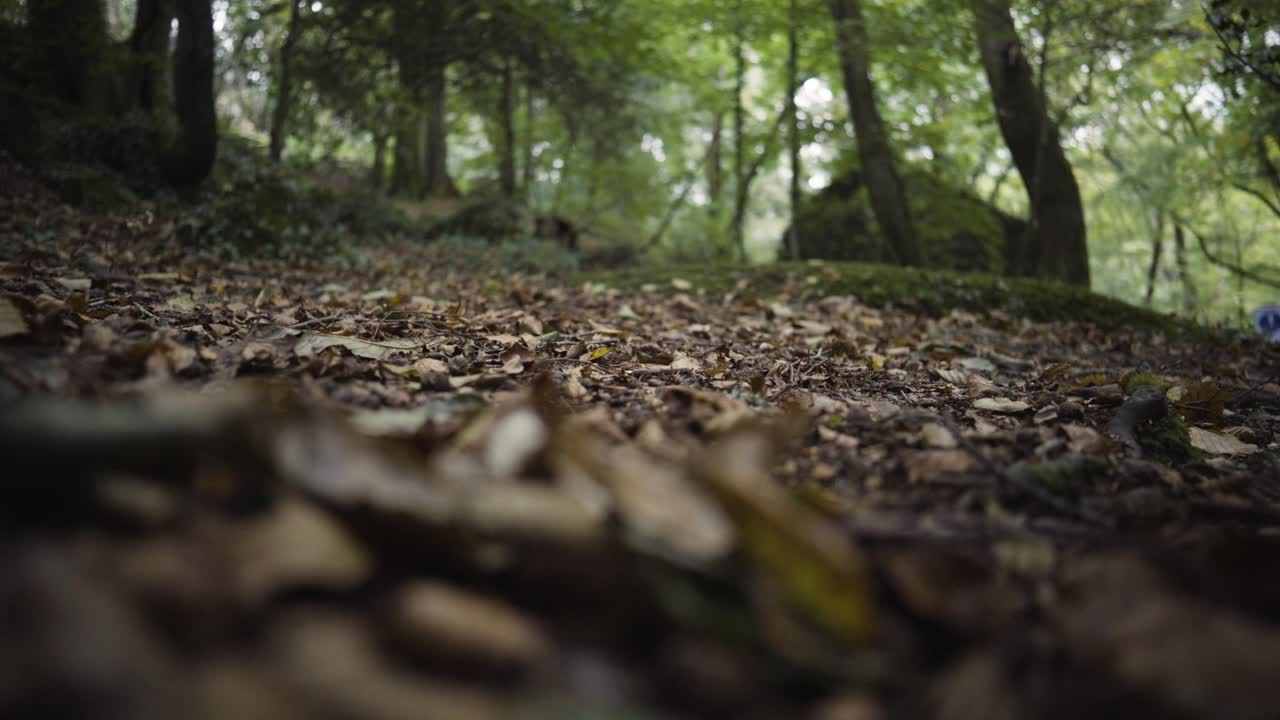 Un frutto cade da un albero nella foresta della Riserva Naturale di Kennall Vale in Cornovaglia, Inghilterra