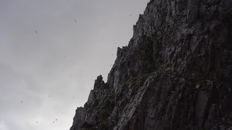 Nesting sea birds flying and nesting on steep, sharp cliffs in Iceland during summer