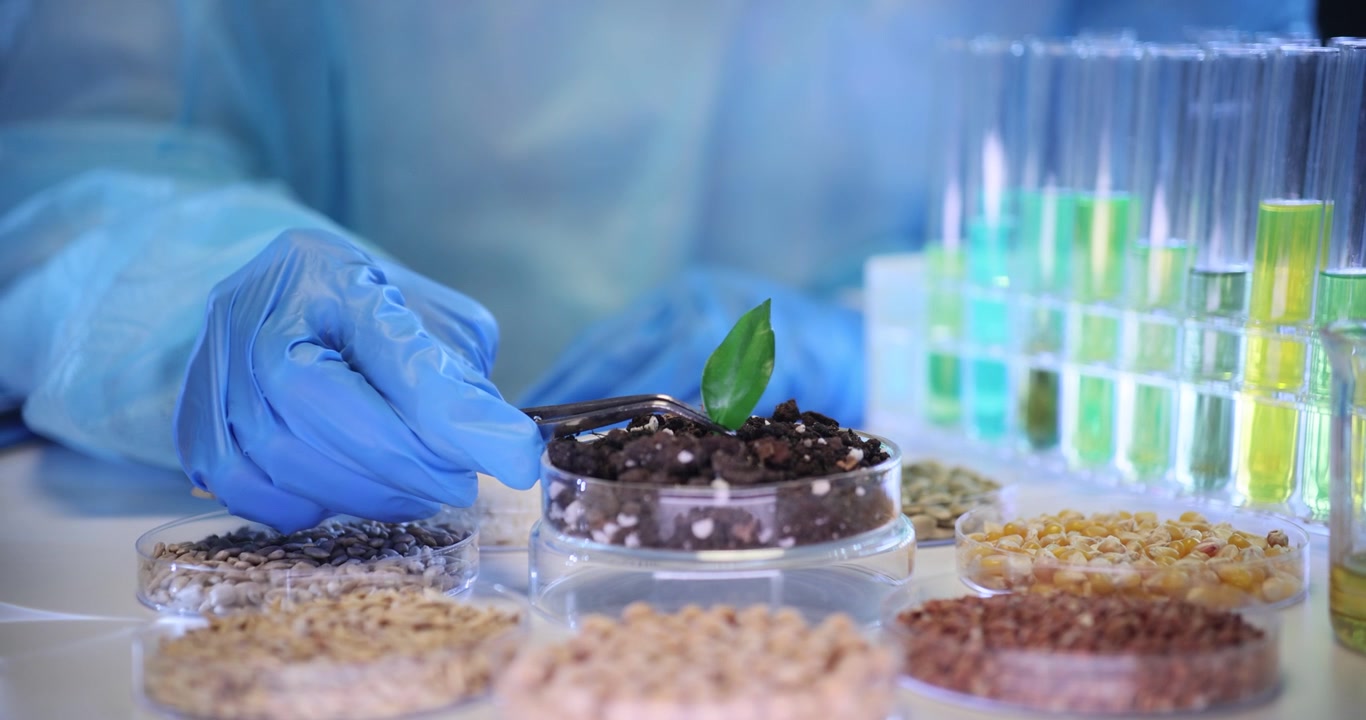 Un lavoratore posiziona una foglia di pianta verde su una capsula di Petri piena di semi.