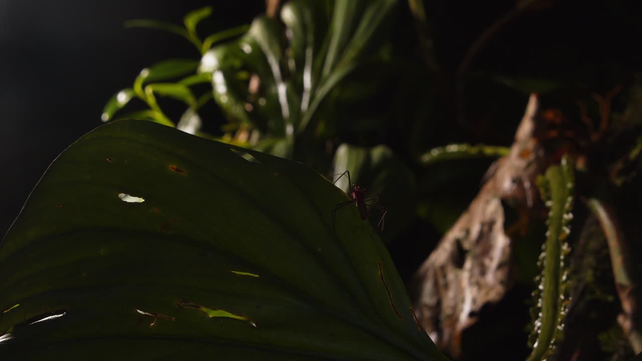 Backlit assassin bug creeps along a leaf edge, navigating the dense greenery of Peru’s Amazon rainforest.