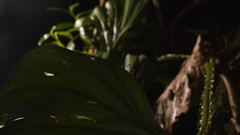 backlit assassin bug creeps along a leaf edge, navigating the dense greenery of peru’s amazon rainforest.