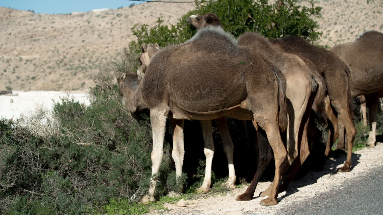 camello marruecos 06