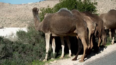 morocco camel 06