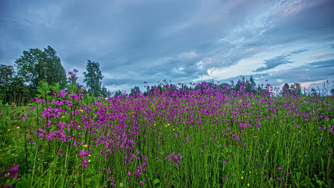 flores de color púrpura en la pradera en un frío día de verano con un espectacular cielo tormentoso