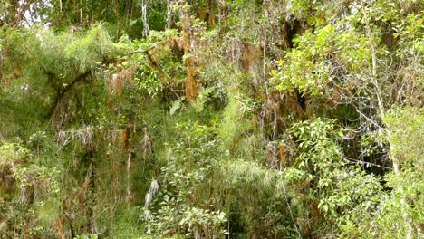 Many-birds-flying-around-the-mossy-tree-branches-of-the-evergreen-forest-of-Costa-Rica