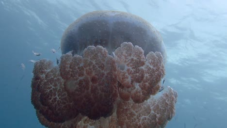 primer plano de todos los peces juveniles que se esconden dentro de la campana de una medusa de manchas blancas