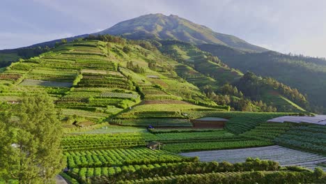 Luftaufnahme-Einer-Wunderschönen-Gemüseplantage-Am-Berghang-Am-Morgen