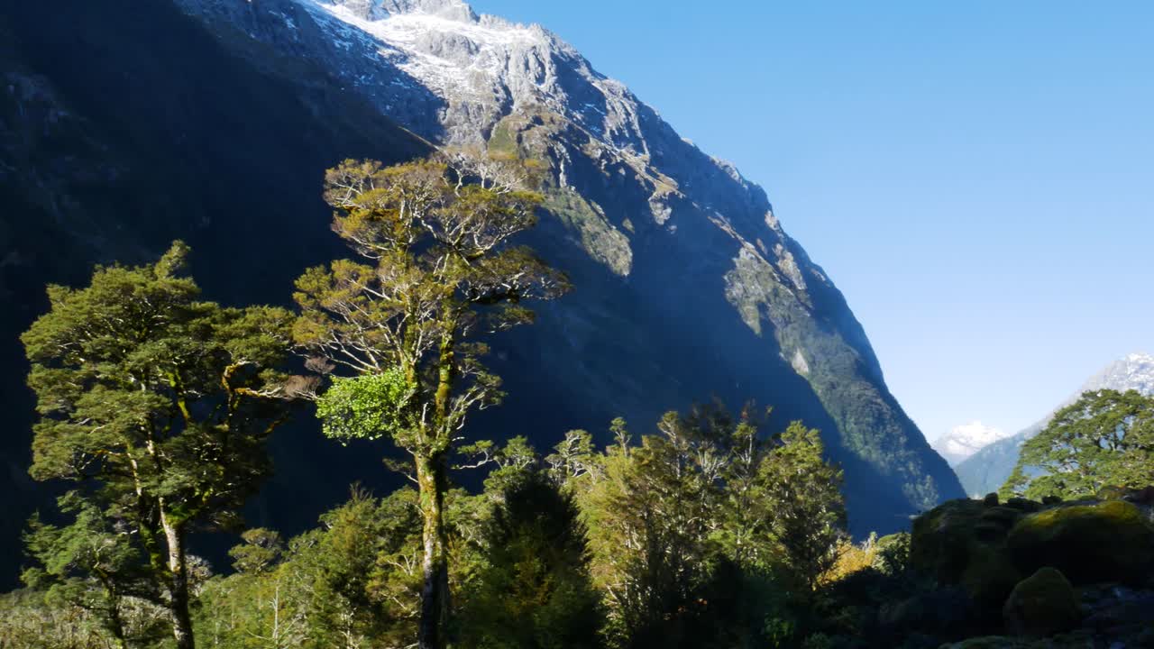 toma panorámica del paisaje pintoresco con árboles, plantas y montañas nevadas durante el día soleado
