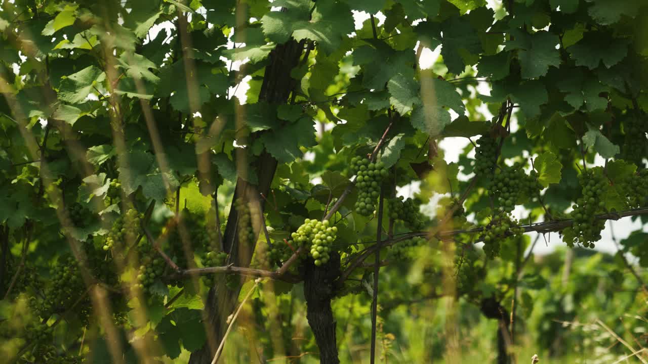 오스트리아 포도원의 포도