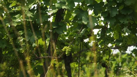 grapes in a vineyard in austria