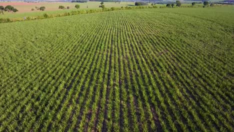 plantación de caña de azúcar al atardecer en el sureste de brasil