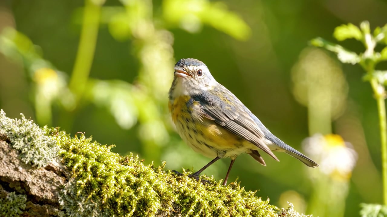 Un affascinante primo piano di un piccolo uccello posato su un tronco coperto di muschio, che mostra i suoi colori vivaci e le sue caratteristiche intricate in un ambiente naturale
