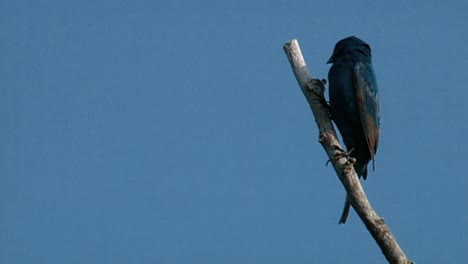 東方菲比 (sayornis phoebe) 和北方嘲笑鳥 (mimus polyglottos) 坐落在樹上 黑色<unk> (石板種) (junco hyemalis)