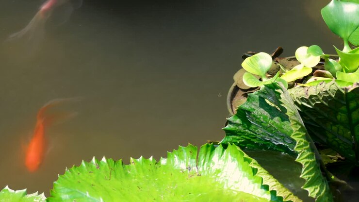A glimpse of goldfish and koi carp fish swimming around water lilies in pond