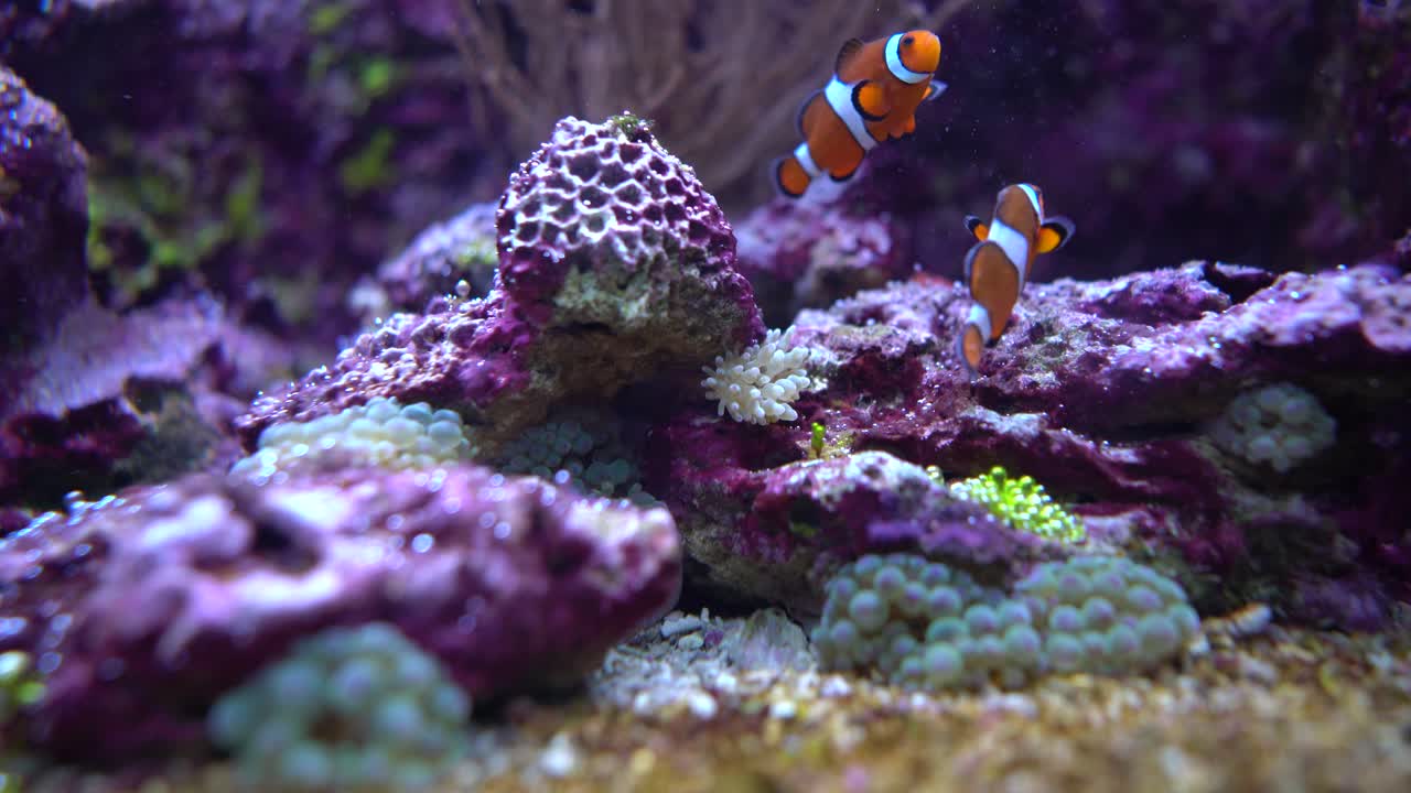 Pesce anemone