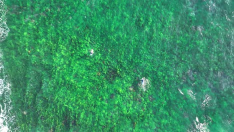 Aerial-Surf-Ballet:-Surfers-Slowmo-Glide-Over-Green-Reef-at-Northern-Beaches,-Sydney,-Australia