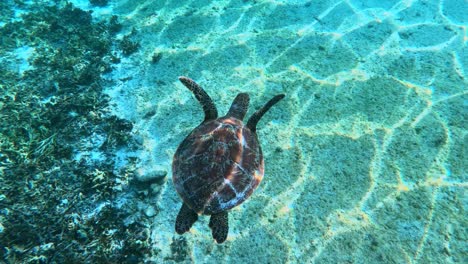 a birds eye view of a sea turtle with a beautiful shell pattern