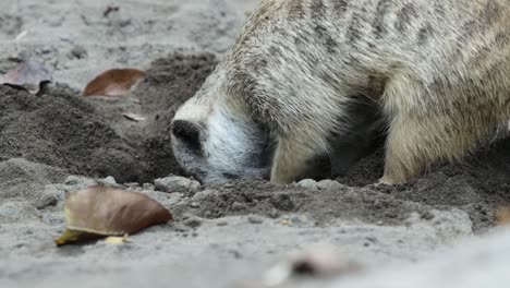 close-up of meerkat digging in sand in natural environment