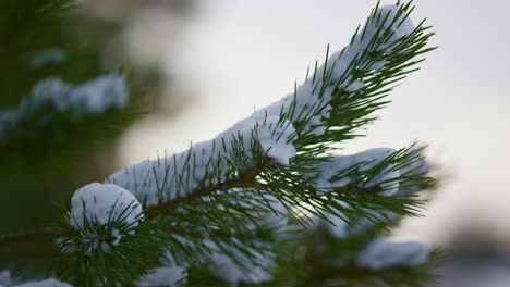 Closeup-snow-covered-spruce-branch.-White-fluffy-snow-lying-on-fir-tree-twig.