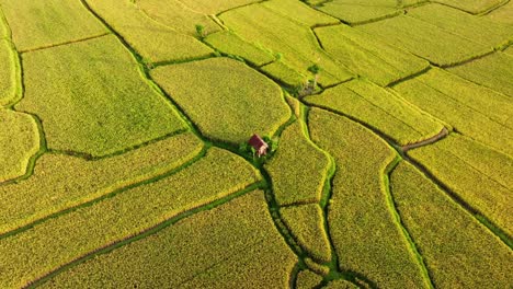 farm shed surrounded by fields of rice terraces - long stationary aerial shot