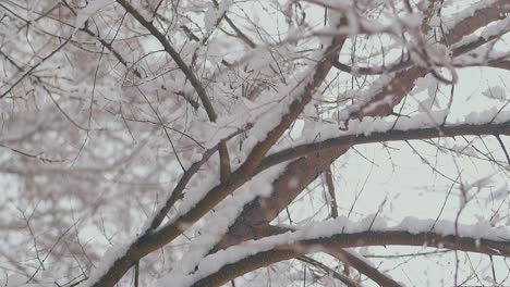 park with trees and snow lying on long branches against sky