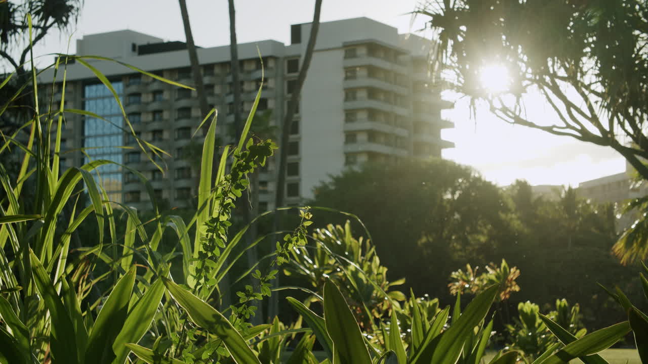 Lush Greenery with Building and Sunlight