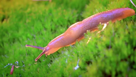 Nacktschnecke-Kriecht-Langsam-Auf-Dem-Grünen-Gras.-Nacktschnecke-Ist-Ein-Gebräuchlicher-Name-Für-Eine-Reihe-Von-Schnecken,-Deren-Schale-Im-Laufe-Ihrer-Evolutionären-Entwicklung-Verkleinert-Oder-Vollständig-Verloren-Gegangen-Ist.