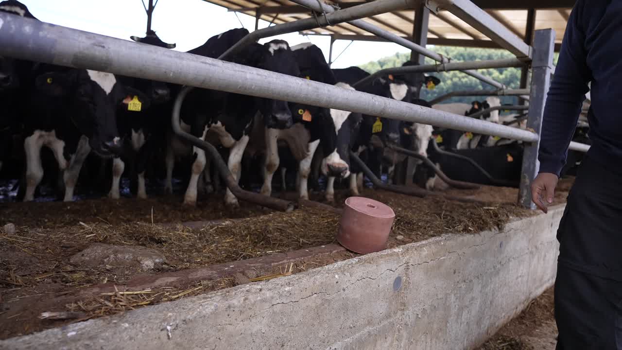 Farmer's hand feeding salt cubes to cows in a rural farm, ensuring their well-being and nutrition essential minerals by licking blocks