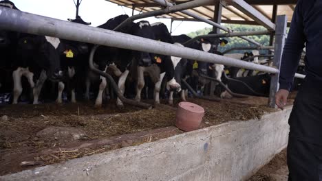 La-Mano-Del-Granjero-Alimenta-Cubos-De-Sal-A-Las-Vacas-En-Una-Granja-Rural,-Asegurando-Su-Bienestar-Y-Nutrición-Con-Minerales-Esenciales-Lamiendo-Bloques.