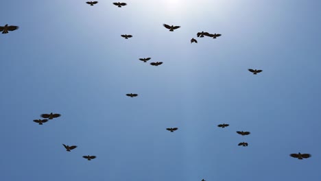 a flock of birds flying in the sky crows chaos of death loop background group of birds flying in the