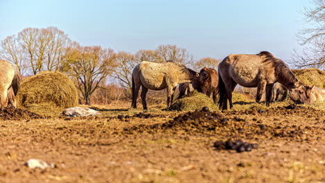 Caballos-Pastando-En-El-Campo-Timelapse