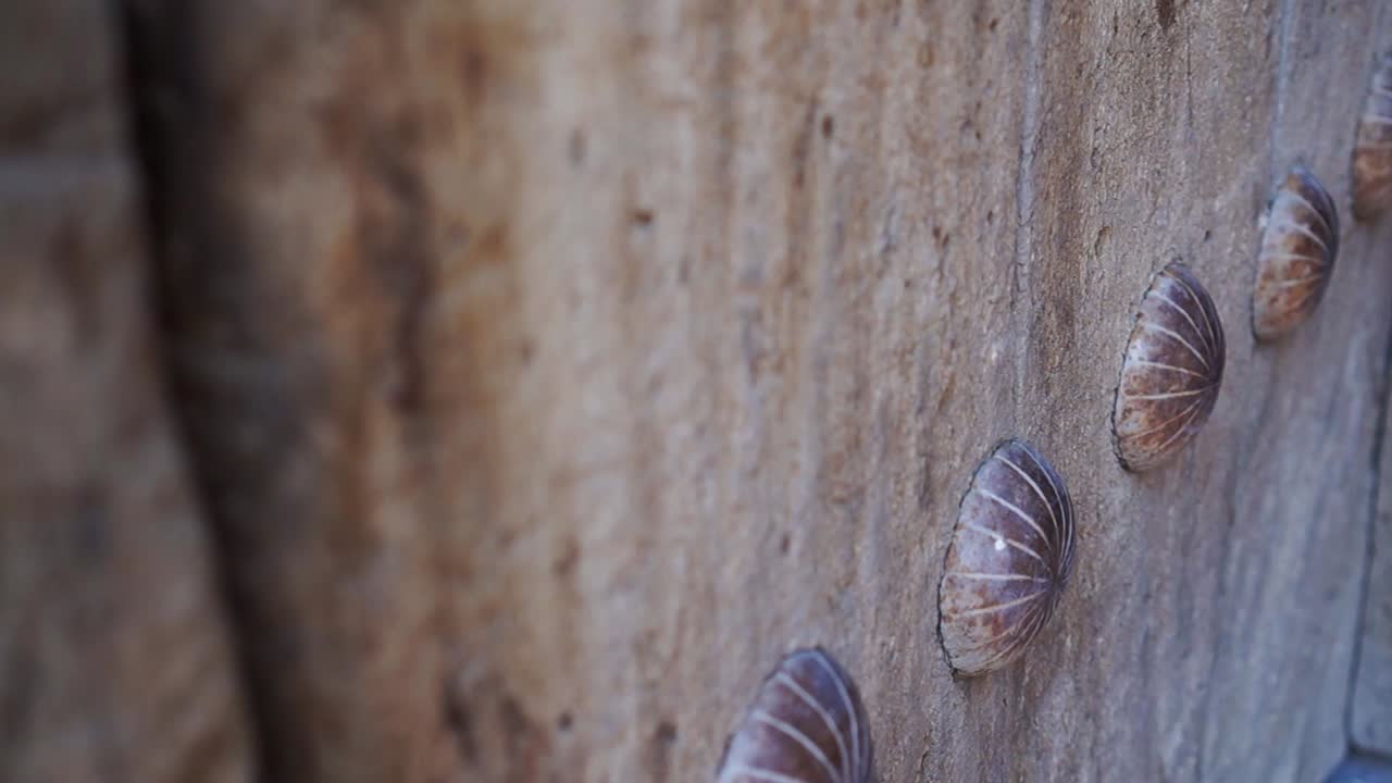 Slider shot | Ancient doors with huge nails in Shiraz bazaar, Iran | Silk Road Iran