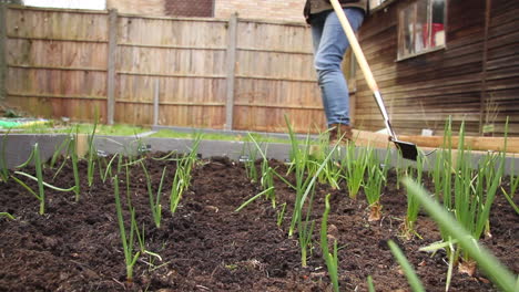 Hoeing-along-rows-of-plants-in-a-raised-bed